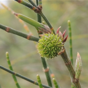 Allocasuarina verticillata at Conder, ACT - 7 Jan 2024