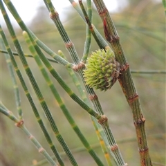 Allocasuarina verticillata at Conder, ACT - 7 Jan 2024