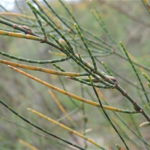 Allocasuarina verticillata at Conder, ACT - 7 Jan 2024