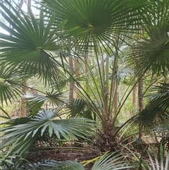 Livistona australis (Australian Cabbage Palm) at Kangaroo Valley, NSW - 7 Oct 2024 by don@kerrigan.net