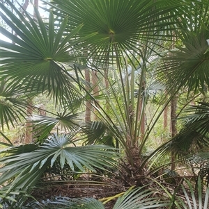 Livistona australis at Kangaroo Valley, NSW - suppressed