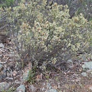 Brachyloma daphnoides at Kambah, ACT - 15 Oct 2024 08:29 AM