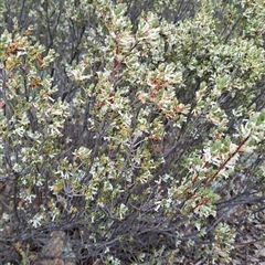 Brachyloma daphnoides at Kambah, ACT - 15 Oct 2024