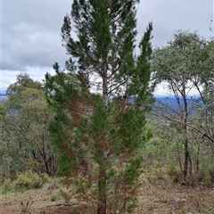 Callitris endlicheri (Black Cypress Pine) at Kambah, ACT - 15 Oct 2024 by LPadg