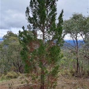 Callitris endlicheri at Kambah, ACT - 15 Oct 2024 08:27 AM