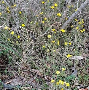 Hibbertia calycina at Kambah, ACT - 15 Oct 2024 08:14 AM