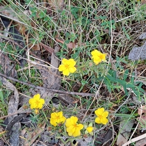 Hibbertia calycina at Kambah, ACT - 15 Oct 2024 08:14 AM