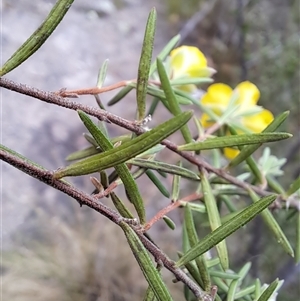 Hibbertia calycina at Kambah, ACT - 15 Oct 2024 08:14 AM