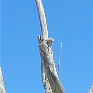 Acridotheres tristis at Thurgoona, NSW - 16 Oct 2024 12:23 PM