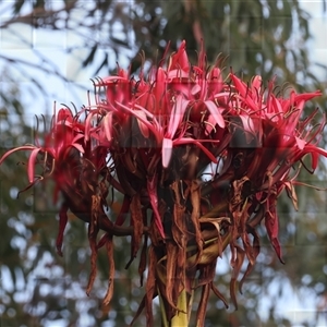 Doryanthes excelsa at Appin, NSW - suppressed