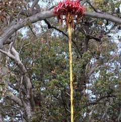 Doryanthes excelsa at Appin, NSW - 3 Oct 2024