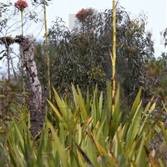 Doryanthes excelsa at Appin, NSW - 3 Oct 2024