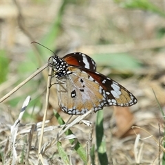 Danaus petilia (Lesser wanderer) at Molonglo, ACT - 16 Oct 2024 by TimL