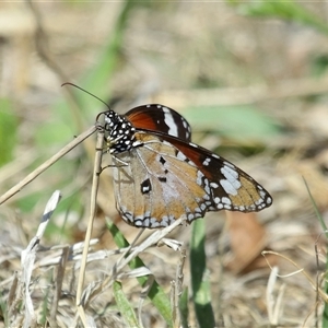 Danaus petilia at Molonglo, ACT - 16 Oct 2024