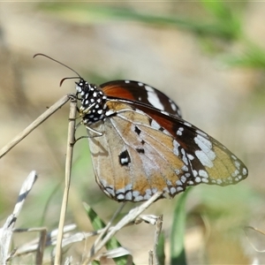 Danaus petilia at Molonglo, ACT - 16 Oct 2024