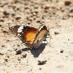 Danaus petilia at Molonglo, ACT - 16 Oct 2024