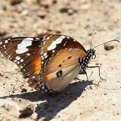 Danaus petilia at Molonglo, ACT - 16 Oct 2024