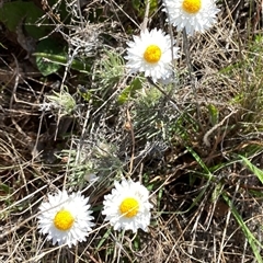 Leucochrysum albicans subsp. tricolor (Hoary Sunray) at Googong, NSW - 16 Oct 2024 by Wandiyali