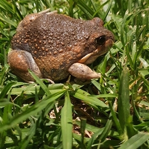 Limnodynastes dumerilii at Wangaratta, VIC - suppressed