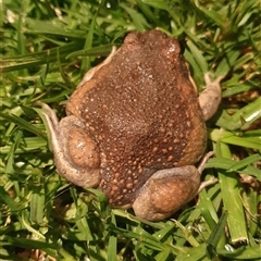 Limnodynastes dumerilii at Wangaratta, VIC - suppressed