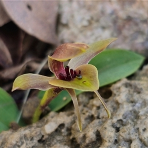 Chiloglottis sp. aff. jeanesii at suppressed - 16 Oct 2024