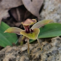 Chiloglottis sp. aff. jeanesii at suppressed - 16 Oct 2024