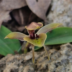 Chiloglottis sp. aff. jeanesii at suppressed - 16 Oct 2024