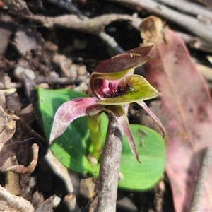 Chiloglottis sp. aff. jeanesii at suppressed - 16 Oct 2024