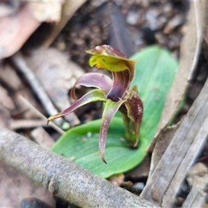 Chiloglottis sp. aff. jeanesii at suppressed - 16 Oct 2024