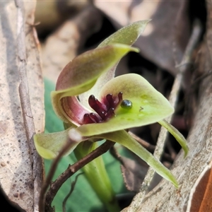 Chiloglottis sp. aff. jeanesii at suppressed - 16 Oct 2024