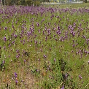 Linaria pelisseriana at Latham, ACT - 14 Oct 2024 11:49 AM