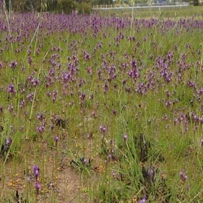 Linaria pelisseriana (Pelisser's Toadflax) at Latham, ACT - 14 Oct 2024 by pinnaCLE