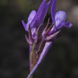 Linaria pelisseriana at Latham, ACT - 14 Oct 2024 11:49 AM