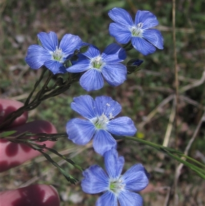 Linum marginale (Native Flax) at Flynn, ACT - 13 Oct 2024 by pinnaCLE