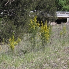 Genista monspessulana (Cape Broom, Montpellier Broom) at Flynn, ACT - 13 Oct 2024 by pinnaCLE