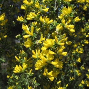 Genista monspessulana at Flynn, ACT - 13 Oct 2024 11:22 AM