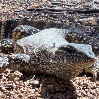 Varanus rosenbergi (Heath or Rosenberg's Monitor) at Michelago, NSW - 16 Oct 2024 by Ged