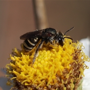 Lipotriches (Austronomia) phanerura (Halictid Bee) at Keiraville, NSW by PaperbarkNativeBees