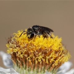 Lipotriches (Austronomia) phanerura at Keiraville, NSW - 7 Aug 2024 02:37 PM