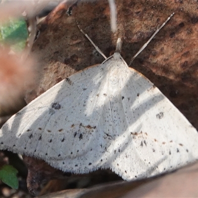 Taxeotis stereospila (Oval-spot Taxeotis (Oenochrominae)) at Hall, ACT - 16 Oct 2024 by Anna123