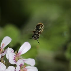 Lipotriches sp. (genus) (Halictid bee) at Keiraville, NSW - 6 Nov 2021 by PaperbarkNativeBees