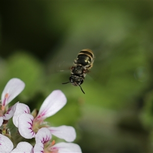 Lipotriches sp. (genus) (Halictid bee) at Keiraville, NSW by PaperbarkNativeBees