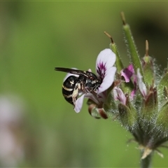 Lipotriches (Austronomia) phanerura at Keiraville, NSW - 6 Nov 2021