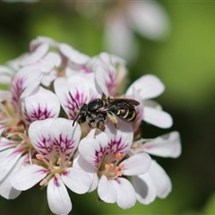 Lipotriches (Austronomia) phanerura at Keiraville, NSW - 6 Nov 2021 12:13 PM