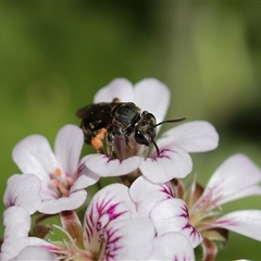 Lipotriches (Austronomia) phanerura at Keiraville, NSW - 6 Nov 2021