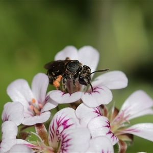 Lipotriches (Austronomia) phanerura at Keiraville, NSW - 6 Nov 2021