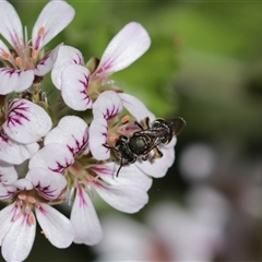 Lipotriches (Austronomia) phanerura at Keiraville, NSW - 6 Nov 2021 12:13 PM