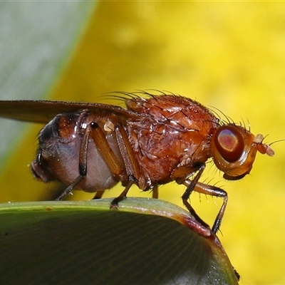 Lauxaniidae (family) (Unidentified lauxaniid fly) at Acton, ACT - 4 Oct 2024 by TimL