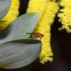 Lauxaniidae (family) at Acton, ACT - 4 Oct 2024 02:15 PM