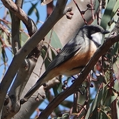 Pachycephala rufiventris (Rufous Whistler) at Hall, ACT - 15 Oct 2024 by Anna123